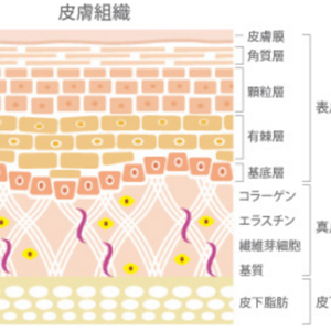 きになるお肌のハリ