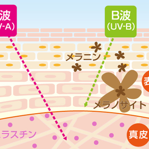 秋の夜長にしみじみシミのお話